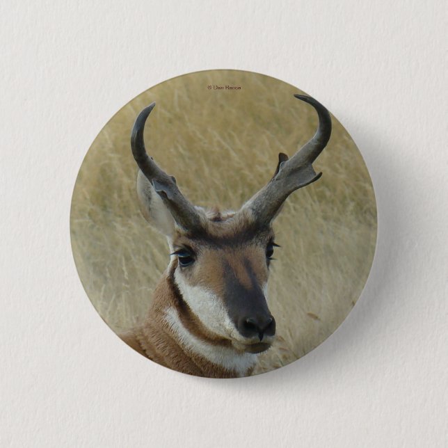 A5 Pronghorn Antelope Button (Vorderseite)