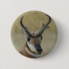 A5 Pronghorn Antelope Button