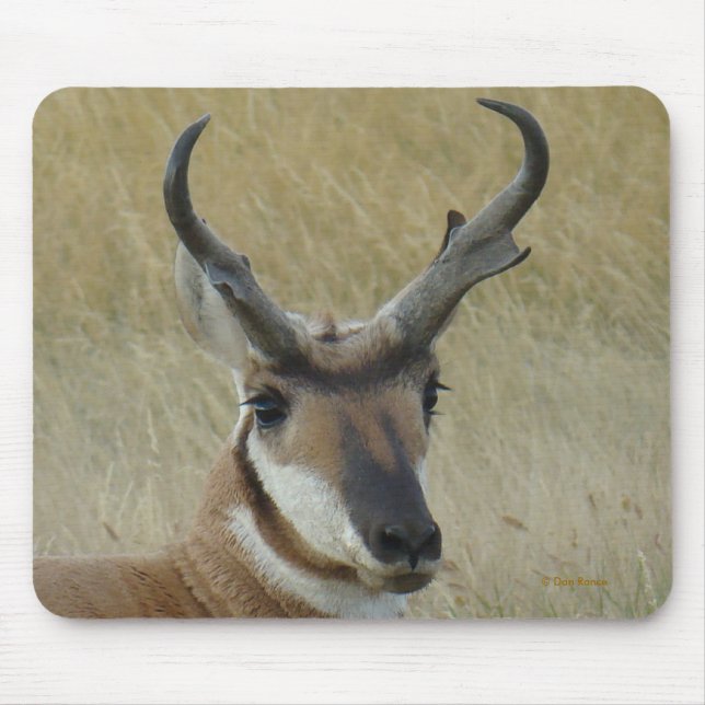 A5 Pronghorn Antelope Mousepad (Vorne)