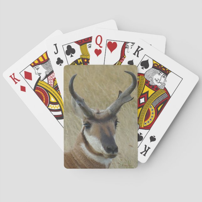 A5 Pronghorn Antilopen-viel Geld-Kopf-Schuss Spielkarten (Rückseite)