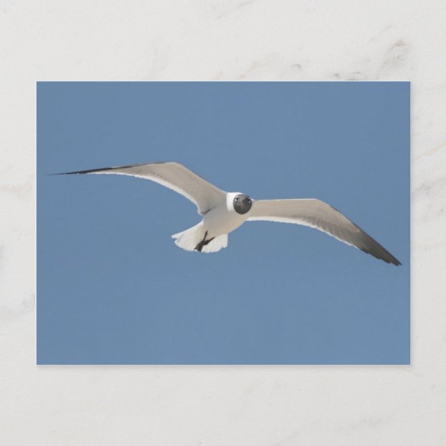 A5 Seagull-Postkarte Postkarte (Vorderseite)
