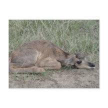 A6 Baby Pronghorn Antelope