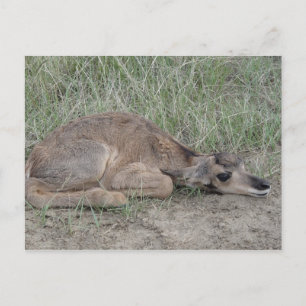 A6 Gabelbock-Baby Postkarte