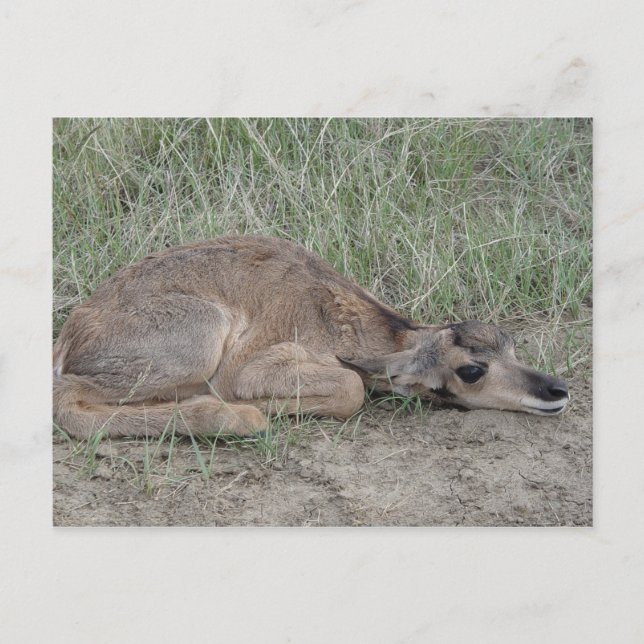 A6 Gabelbock-Baby Postkarte (Vorderseite)