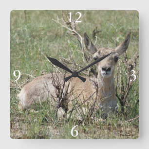 A7 Baby Gabelantilope Quadratische Wanduhr