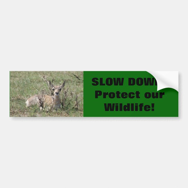 A7 Baby Pronghorn Antelope Autoaufkleber (Vorne)