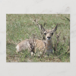 A7 Baby Pronghorn Antelope Kopf Up Postkarte