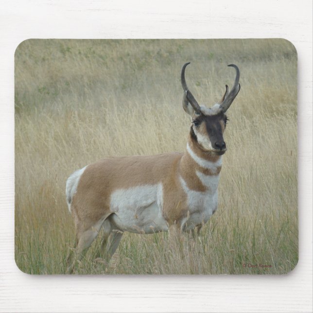A8 Pronghorn Antelope Big Buck Mousepad (Vorne)