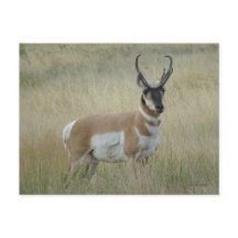A8 Pronghorn Antelope Big Buck