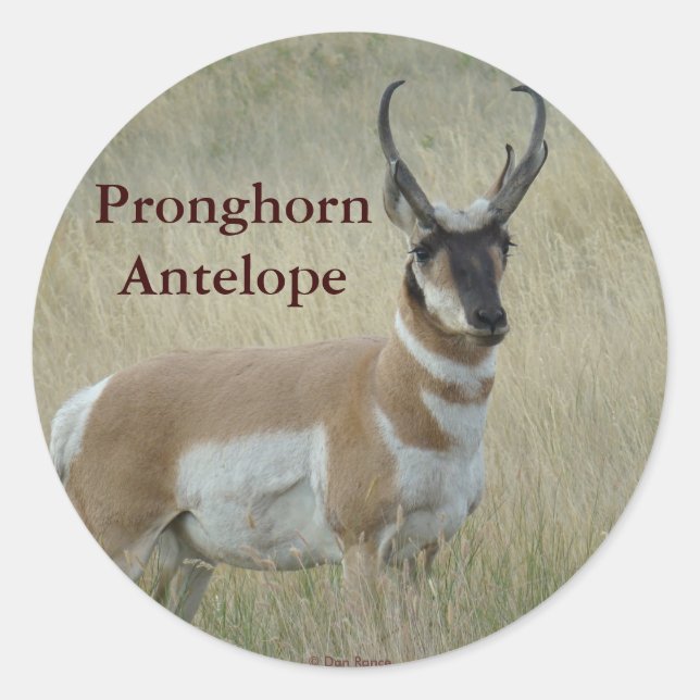 A8 Pronghorn Antelope Big Buck Runder Aufkleber (Vorderseite)