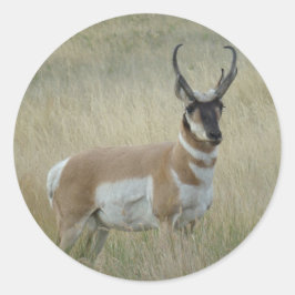 A8 Pronghorn Antelope Big Buck Runder Aufkleber