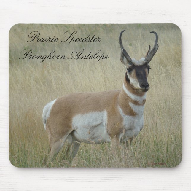 A8 Pronghorn Antilopen-viel Geld Mousepad (Vorne)