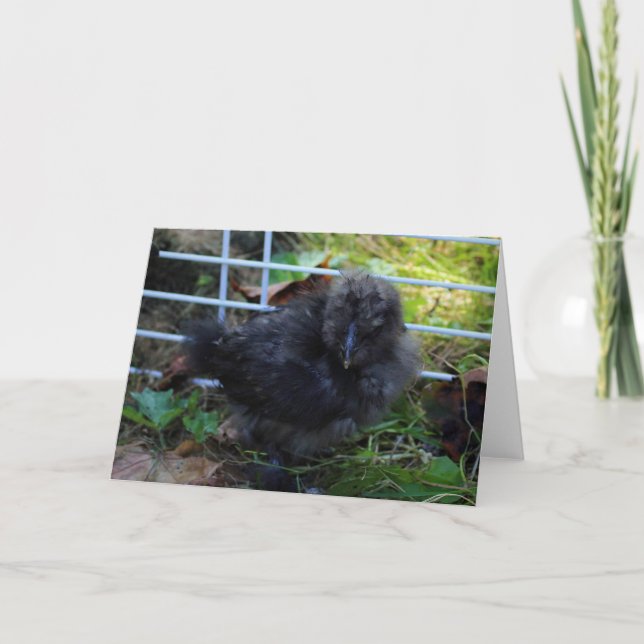A Baby Silkie Karte (Vorderseite)
