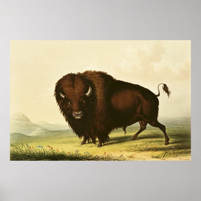 A Bison, c.1832 Poster (Vorne)