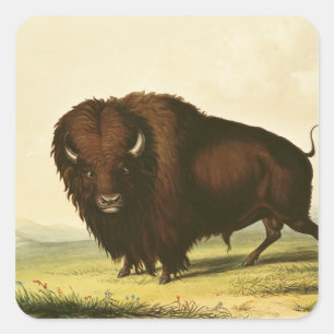 A Bison, c.1832 Quadratischer Aufkleber