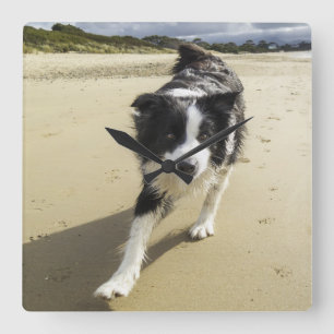 A Border Collie Dog Running On The Beach Quadratische Wanduhr