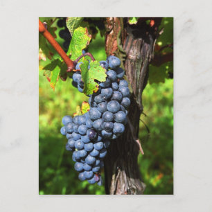 A bunch of grapes ripe merlot on a vine with postkarte