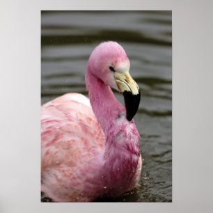 A captive photo of a Andean Flamingo Poster