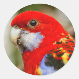 A Cheeky Eastern Rosella Runder Aufkleber