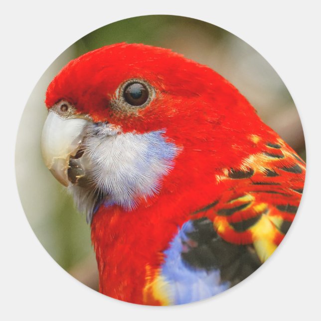 A Cheeky Eastern Rosella Runder Aufkleber (Vorderseite)