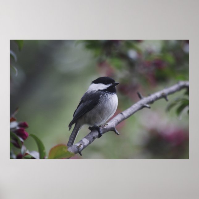 A Chickadee Poster (Vorne)