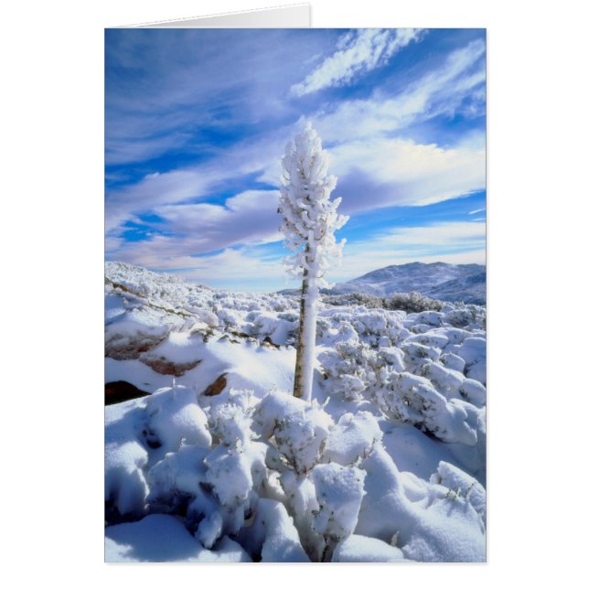 A covered yucca (Devant)