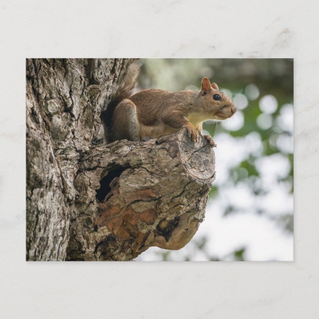 A curious squirrel perched on the knob of a tree. postkarte (Vorderseite)
