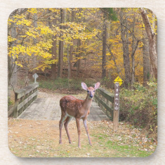 A deer in the park getränkeuntersetzer