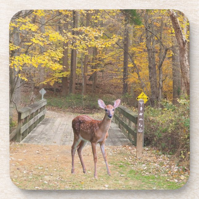 A deer in the park getränkeuntersetzer (Vorderseite)