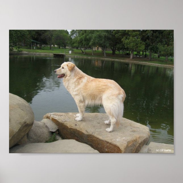 A Dog At A Pond Poster (Vorne)