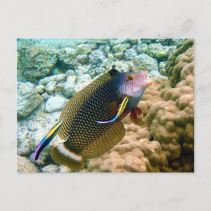 A Dragon Wrasse Novaculichthys Taeniourus Postkarte