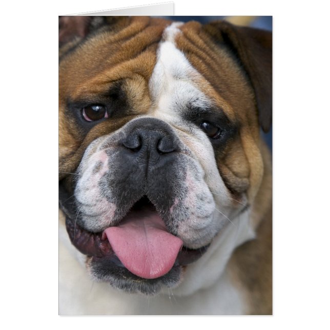 A English bulldog en Belgique. (Devant)