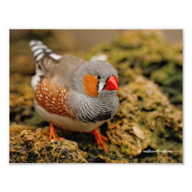 A Friendly Male Zebra Finch Fotodruck (Vorne)