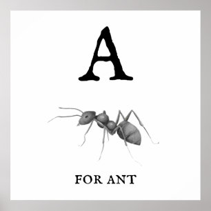 ‚A‘ für Ant Poster