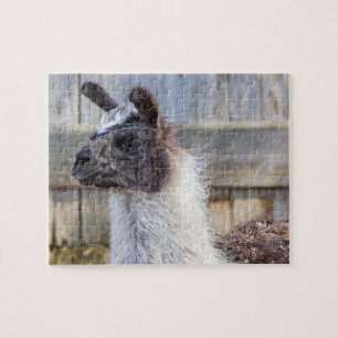 A Happy Llama