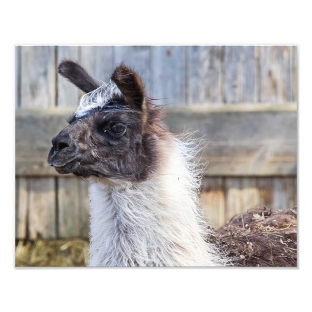 A Happy Llama Fotodruck (Vorne)