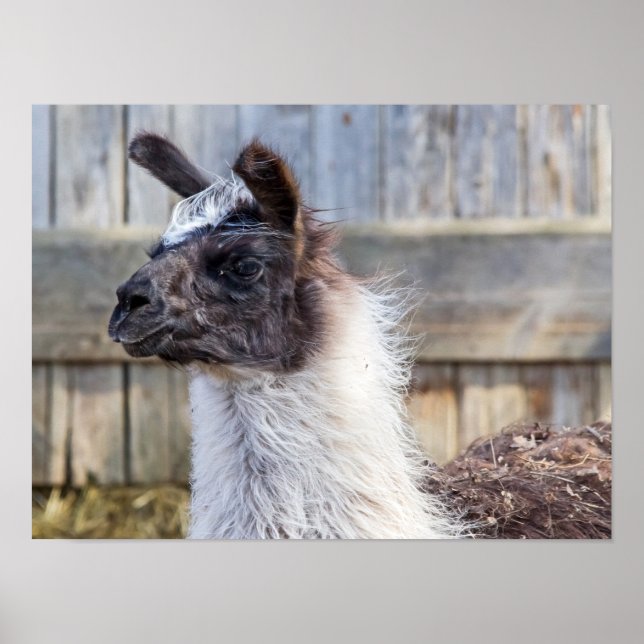 A Happy Llama Poster (Vorne)
