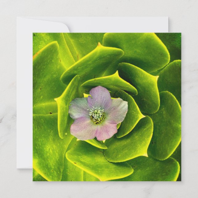 A Hellebore,  a Lenten Rose Dankeskarte (Vorderseite)