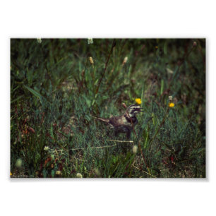 A Horned Lark Fotodruck