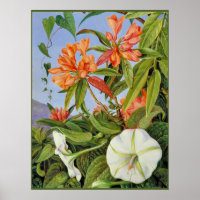 A Javan Rhododendrum und Ipomoea