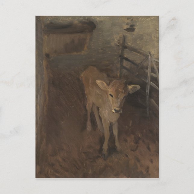 A Jersey Calf Postkarte (Vorderseite)