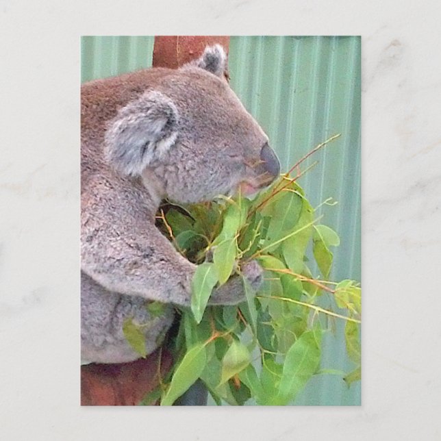A Koala in Australien Postkarte (Vorderseite)