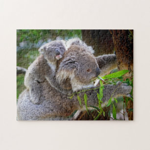A Koala mother and baby in a tree
