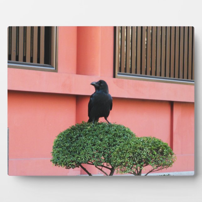 A Large-Billed Jungle Crow A Perch On A Cloud Tree Fotoplatte (Vorderseite)