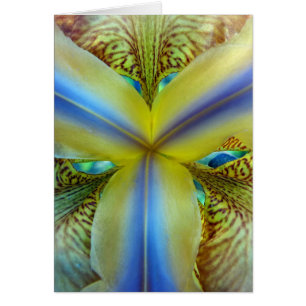 A l'intérieur de Iris