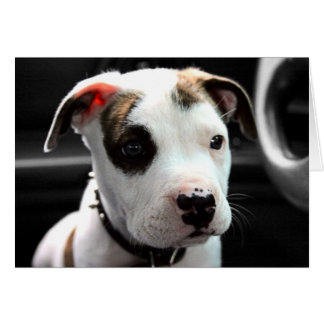 À l'os de pitbull de chiot