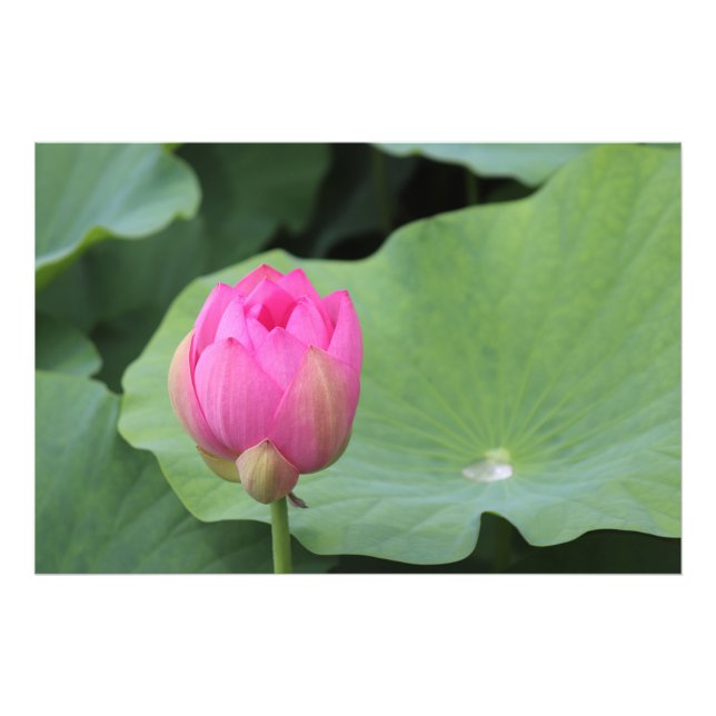 A Lotus Bud and the Morning Dew Fotodruck (Vorne)