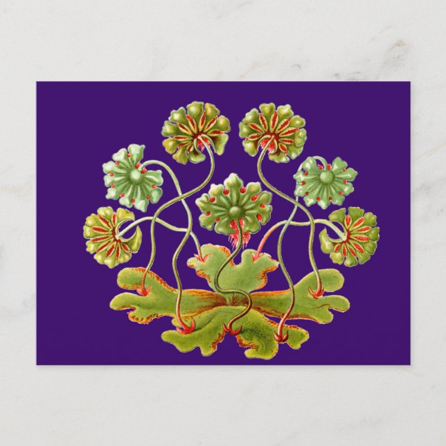 A POSTKARTE (Vorderseite)