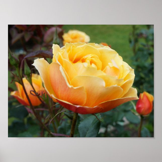 A propos de Face Rose #2 Poster (Devant)