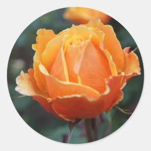 A propos Stickers Rose face #1